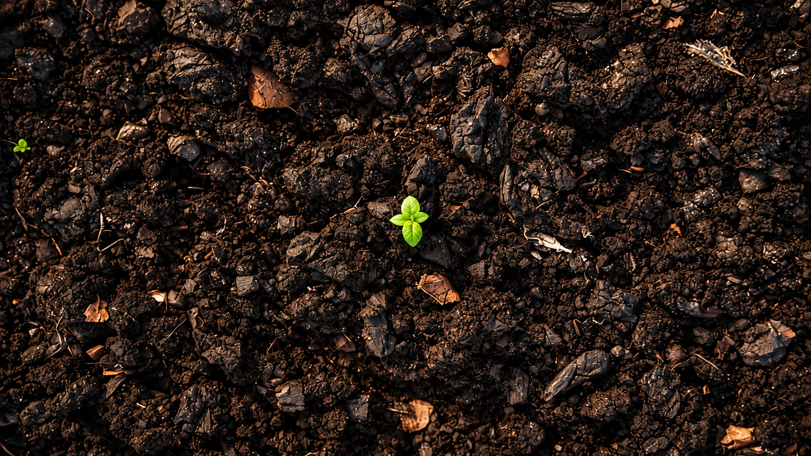 Prácticas agrícolas y vida del suelo: qué conviene observar